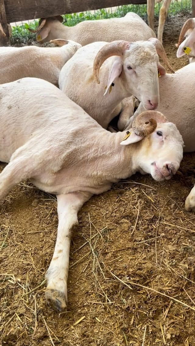 Dinlenen kurbanlık koçlar