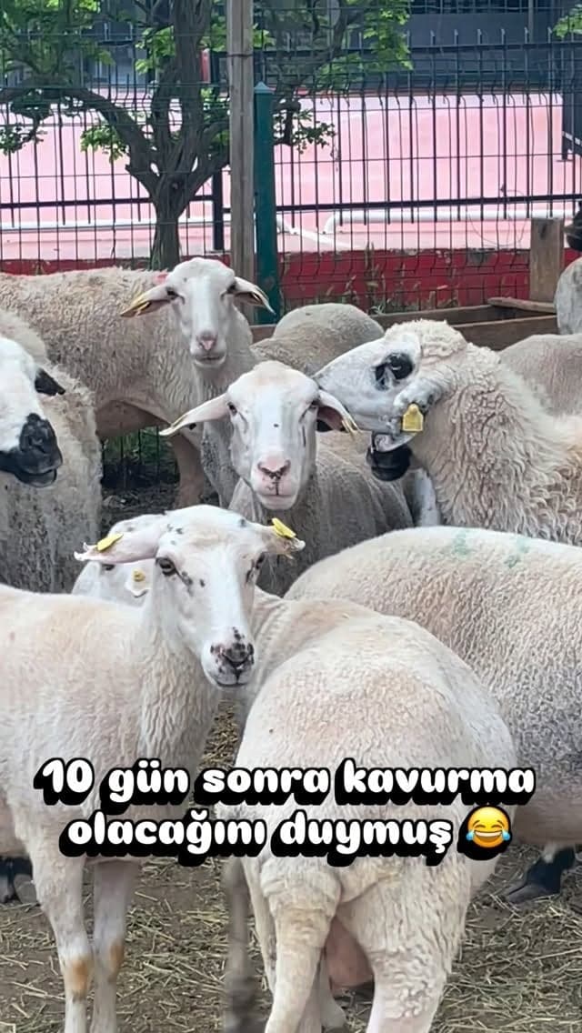 Küpe numaralı kurbanlıklar