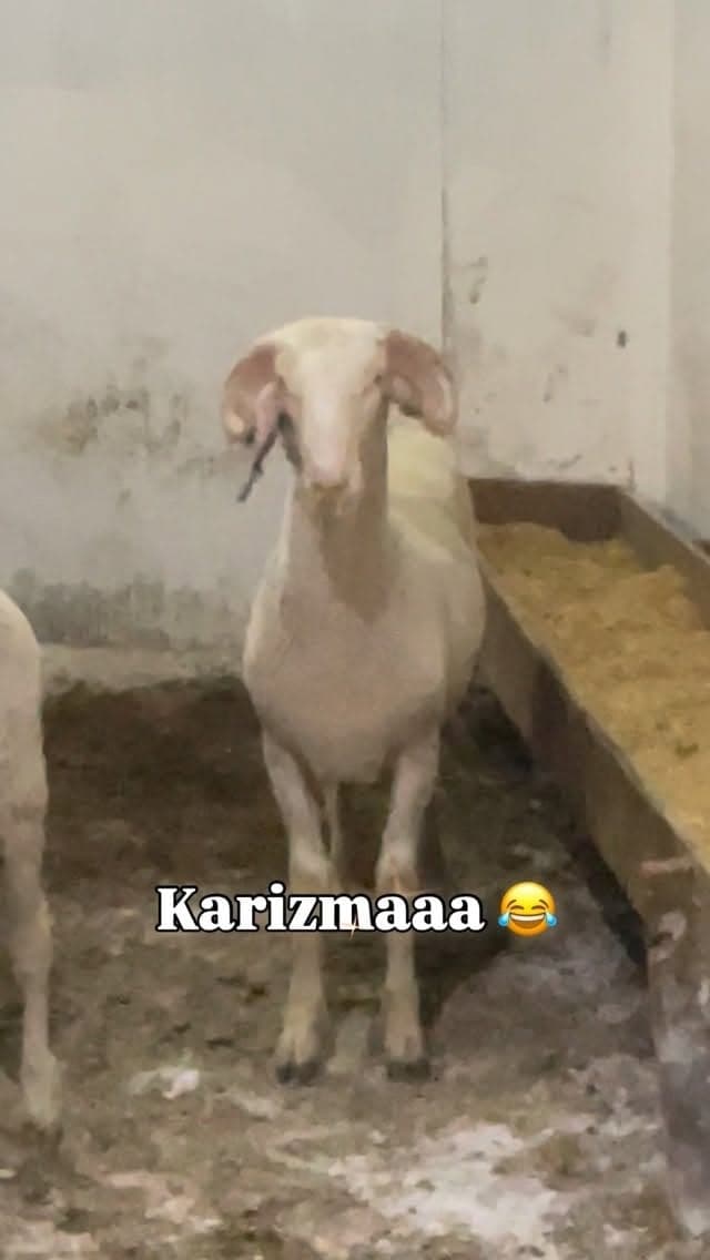 Kurbanlık koç