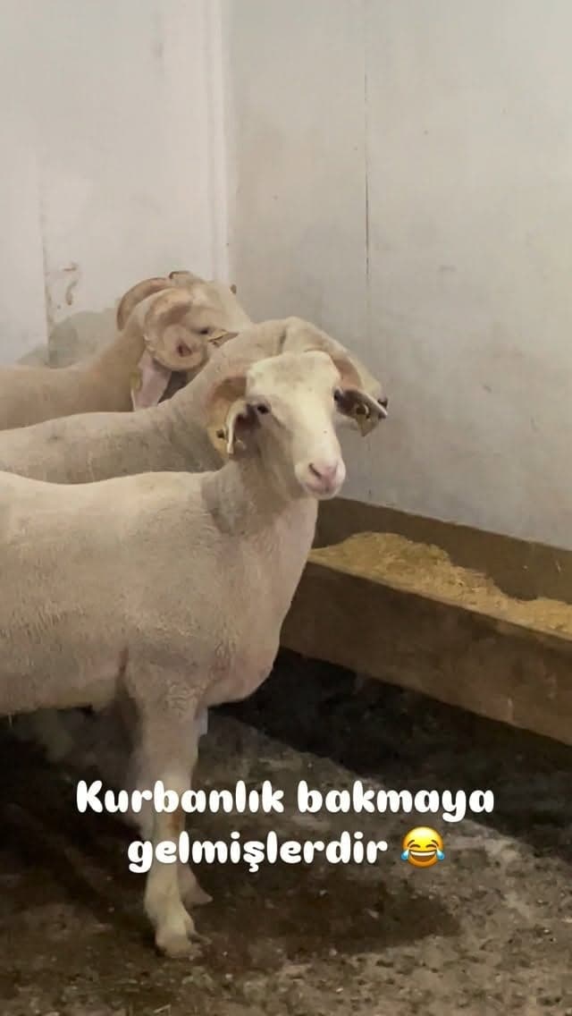 Kurbanlık alanımızdan paylaşım