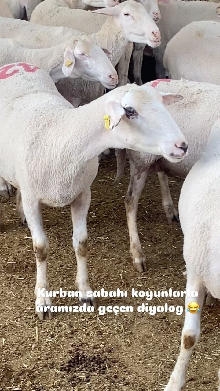 Kurbanlık alanı — günlük görüntü