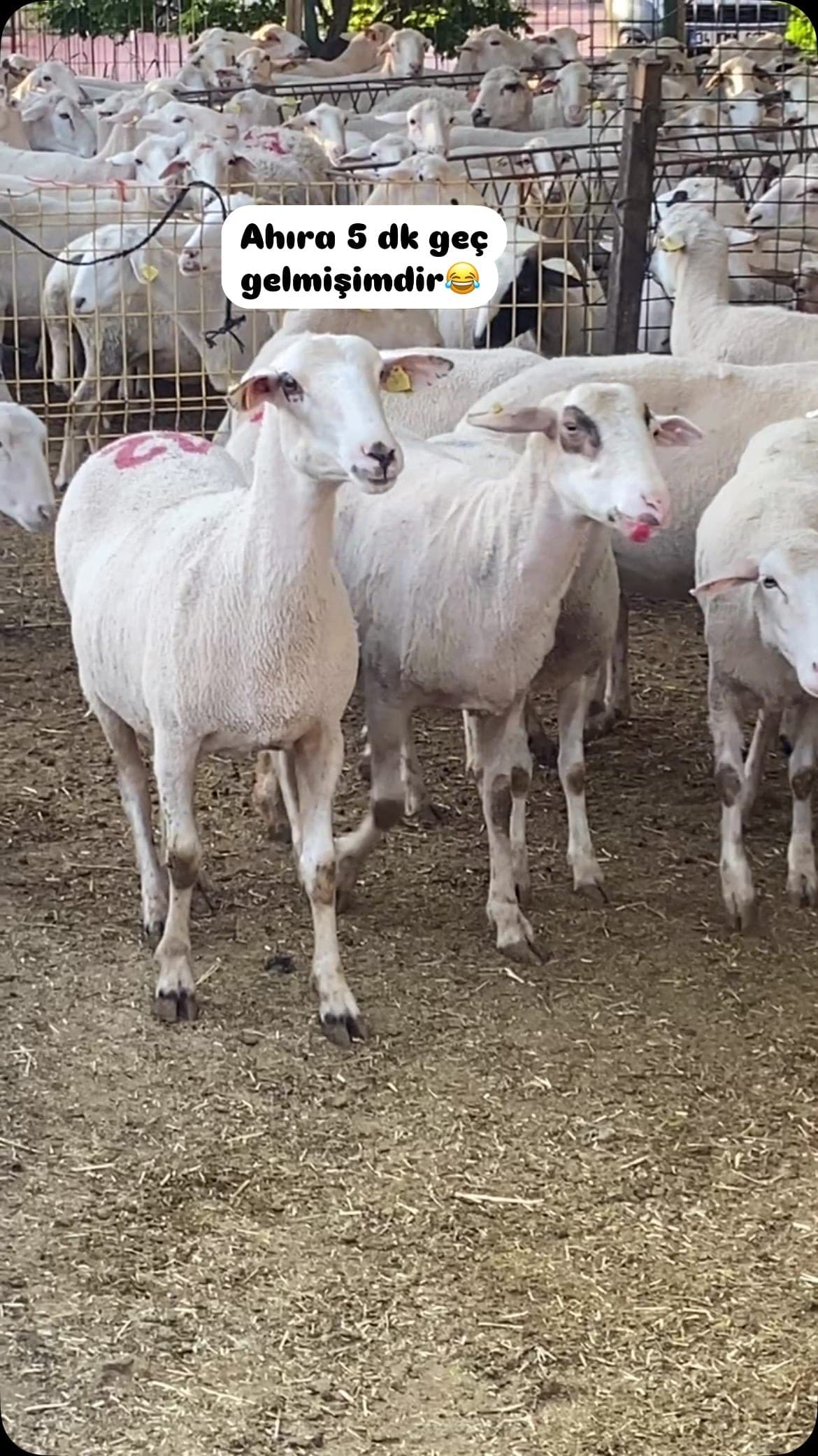 Kurbanlık padok alanı