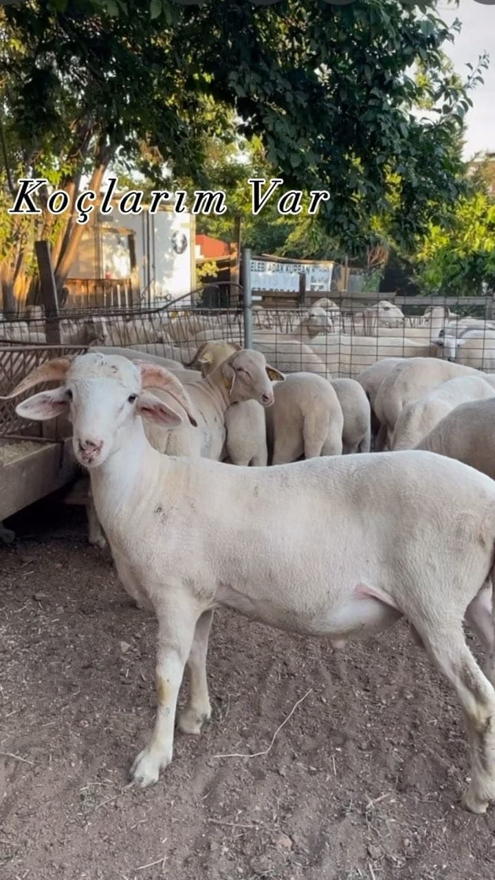 Çekmeköy Çelebi Adak Kurban işletme alanı ve kurbanlıklar