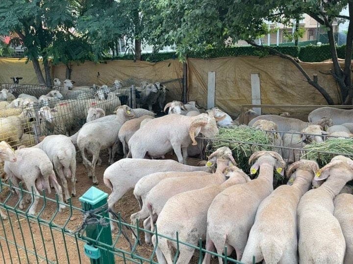 Kurbanlıkların beslenme alanı