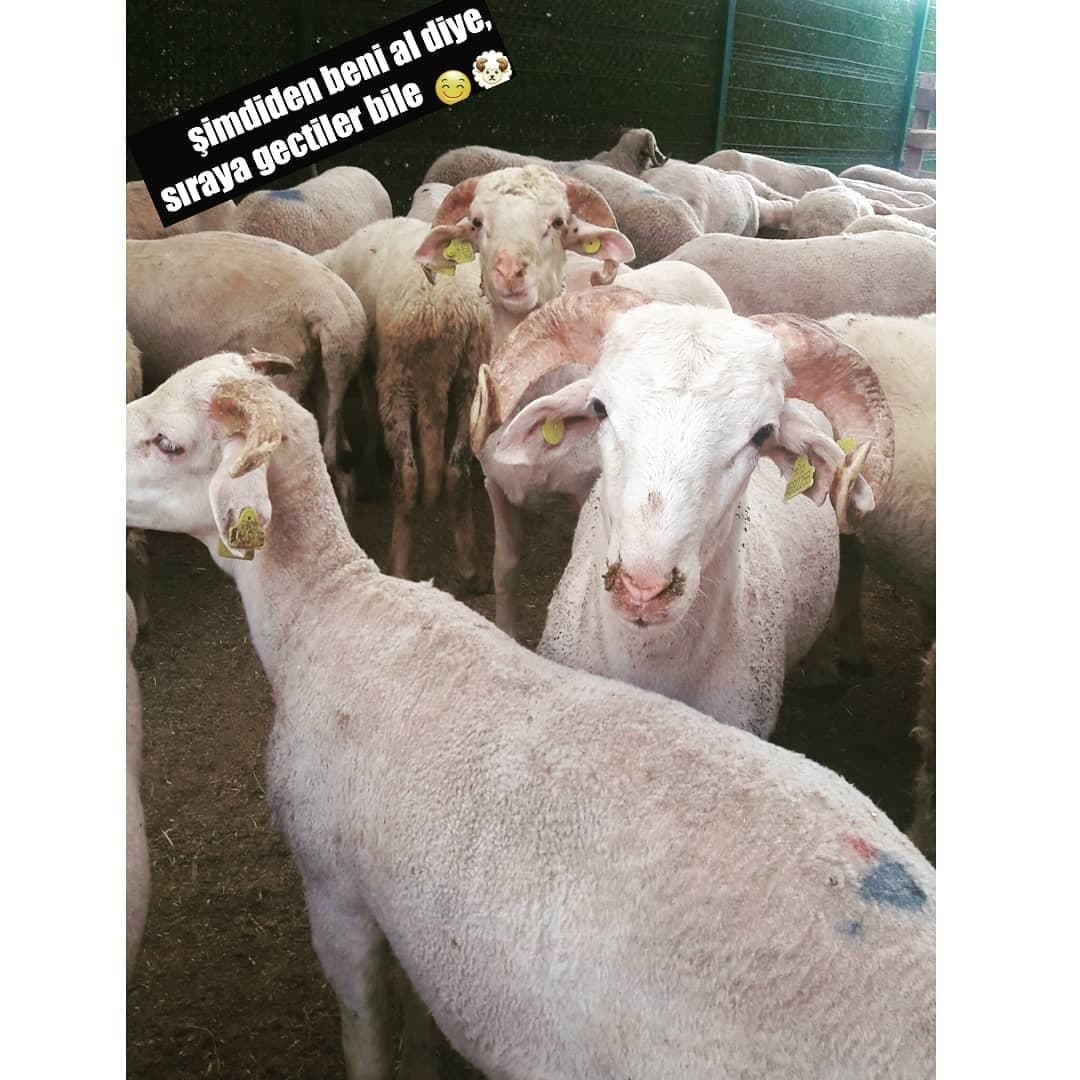 Kurbanlık stok alanı
