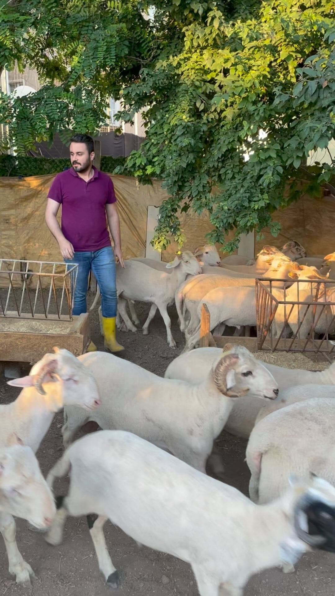 Kurbanlık alanımız — bakım ve besleme