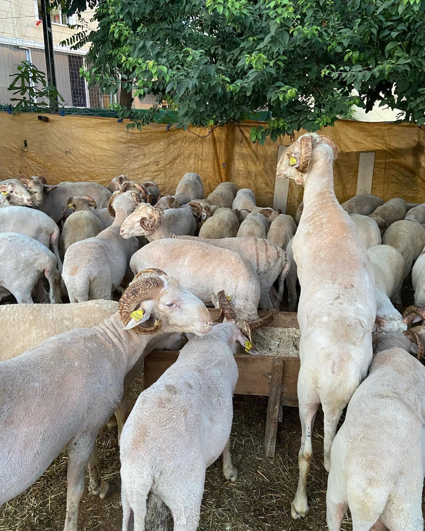 Kurbanlık Satış